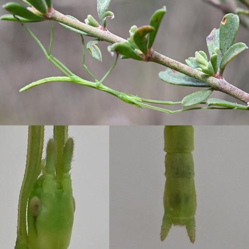 Clonopsis gallica